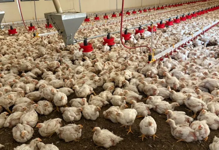 Poules standard dans un poulailler automatisé 