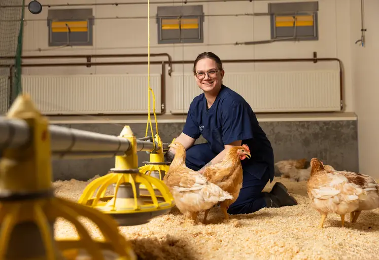 élevage de poulet avec élevurse en arrière plan
