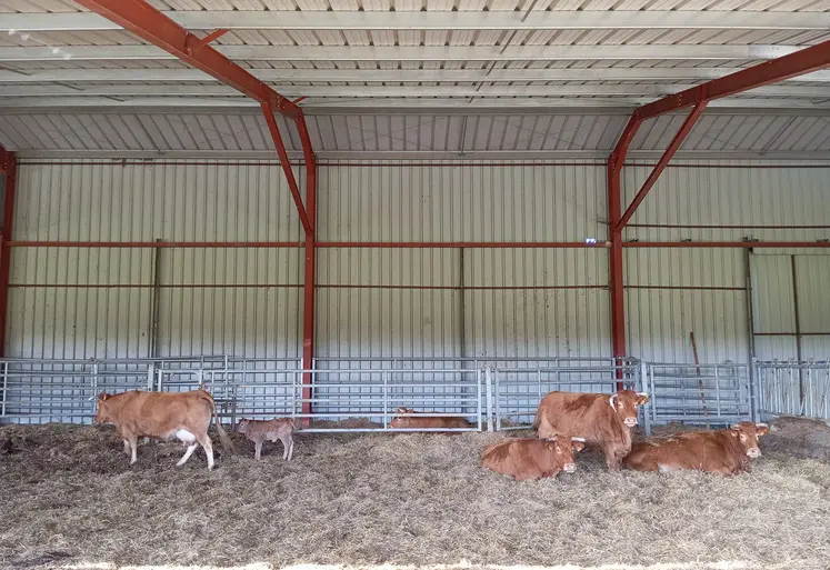 vaches limousines en étable