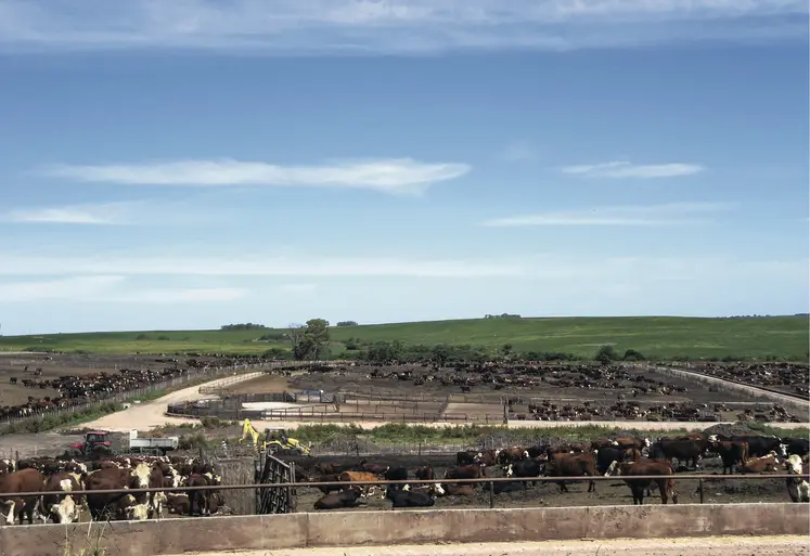 feedlot 