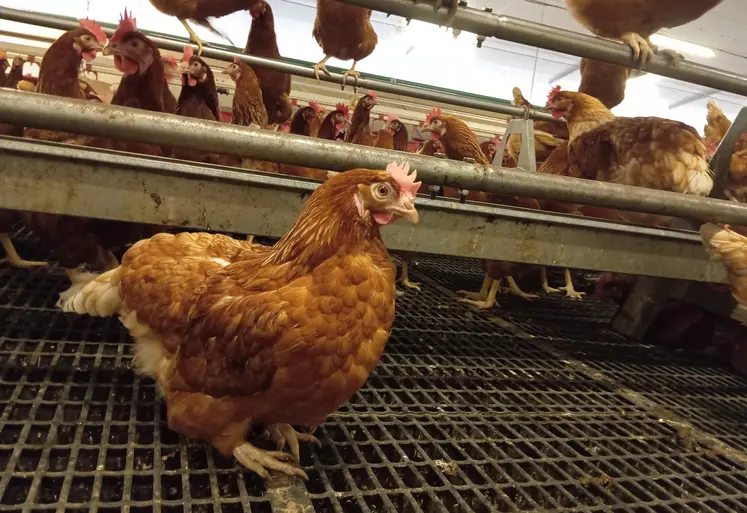 poule rousse en élevage