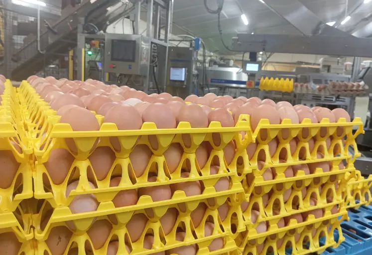 oeufs dans des alvéoles plastiques