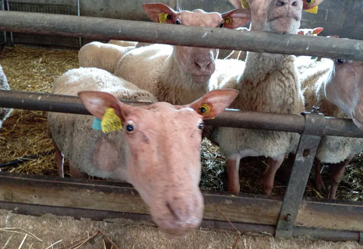 brebis derrière une barrière