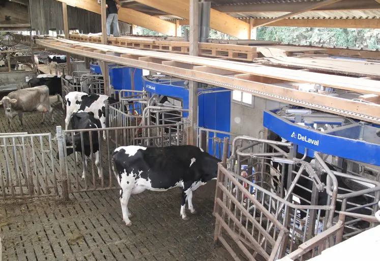 vache devant  3 robots delaval en service 