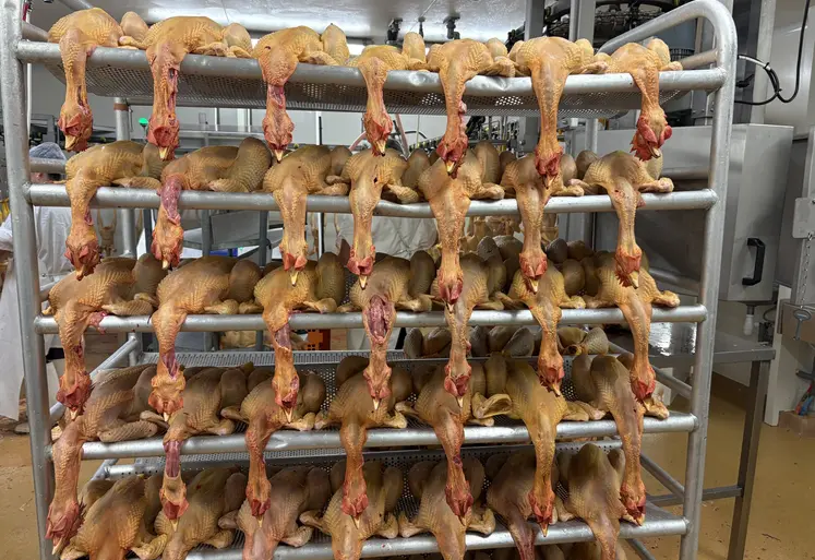 poulet en abattoir