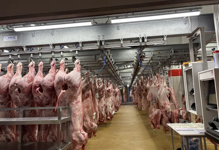 carcasse de bovins en boucherie