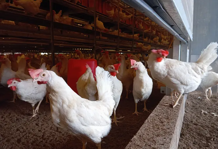 poules blanches en batiment