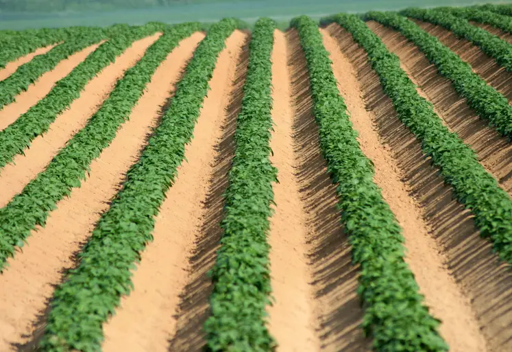 champ de pommes de terre