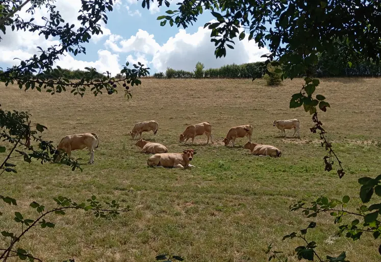 vaches dans un pré