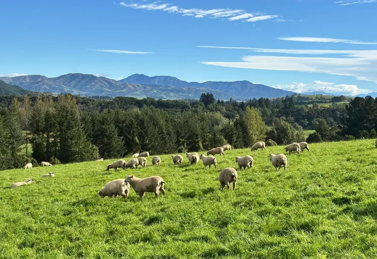 moutons dans une prairie montagneuse