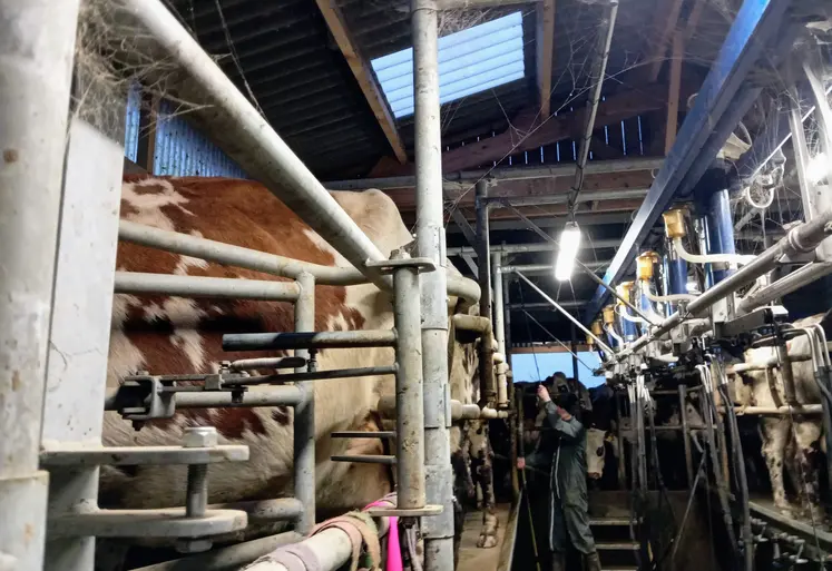 vache à la traite