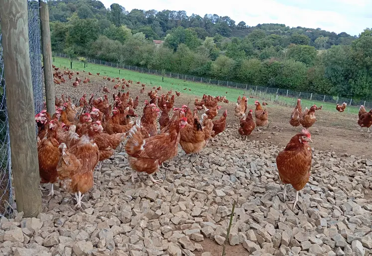poules dehors en élevage