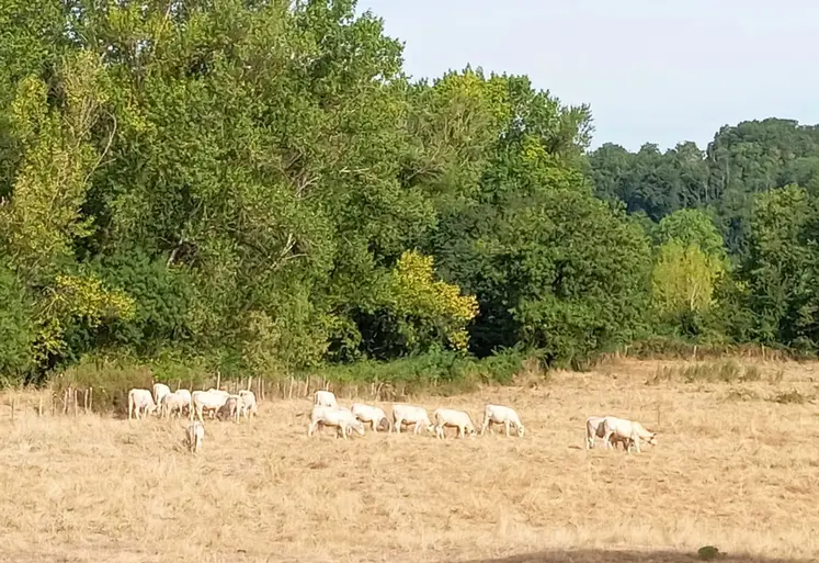 vaches dans un pré