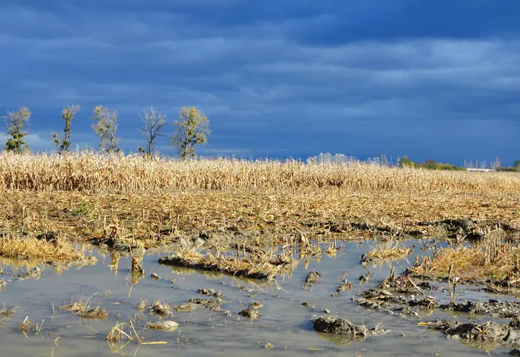 Inondation d'une parcelle de maïs ciel orageux