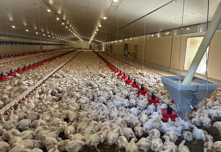 poulets en élevage