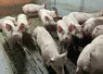La viande porcine est la plus consommée en France.