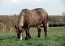 La France consomme des chevaux qu’elle produit peu, mais produit davantage d’animaux destinés à l’exportation.  © Reussir