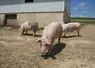 Un porc fermiers label rouge engraissé en plein air