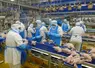chaîne industrielle, poulet, salariés