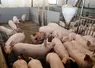Elevage porcin au Danemark. production porcine danoise. porc danois. porcherie. b