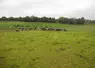 troupeau vache laitière en irlande