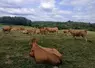 Vaches dans la prairie