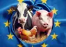 un porc, une vache et un poulet dans le drapeau européen