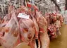 commercialisation de carcasses d'agneau Halal origine Royaume-Uni