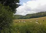 vaches viande dans un champ dans les ardennes