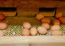 oeufs de poule en élevage