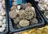 Morilles 