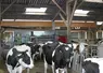 vaches en élevage