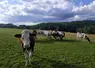 vaches laitières dans une prairie