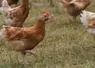 poulet bio 