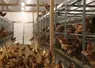 poules pondeuses en élevage au sol