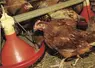 poules en train de se nourrir dans un poulailler