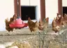 poules en extérieur