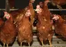 des poules oranges 