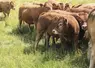 Mâles bovins d'un an de race limousine au pâturage.