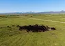 troupeau de vaches dans les prairies du Montana