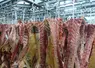 carcasse de bovins en abattoir