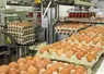 oeufs en centre de conditionnement