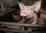 Porc 