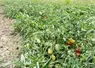 tomates plein champ bio
