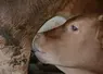 vaux race limousine tetant sa mère