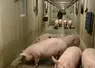 Porcs au départ dans un couloir en élevage