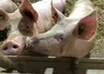 Deux porcs en gestation, élevage sur paille