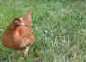 poule rousse dans l'herbe