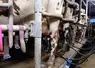salle de traite avec pattes de vaches