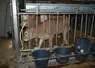 veau élevé en cage à veau